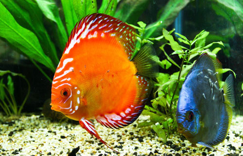 居家养鱼风水考究，，怎么养鱼招财气？？