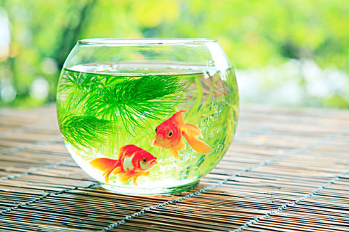 居家养鱼风水考究，，怎么养鱼招财气？？
